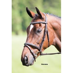 Shires Avignon Padded Raised Flash Bridle