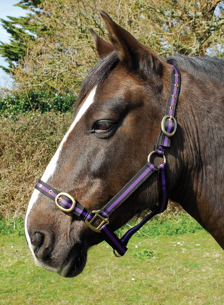 Rhinegold Nylon Headcollar (Black/Purple)