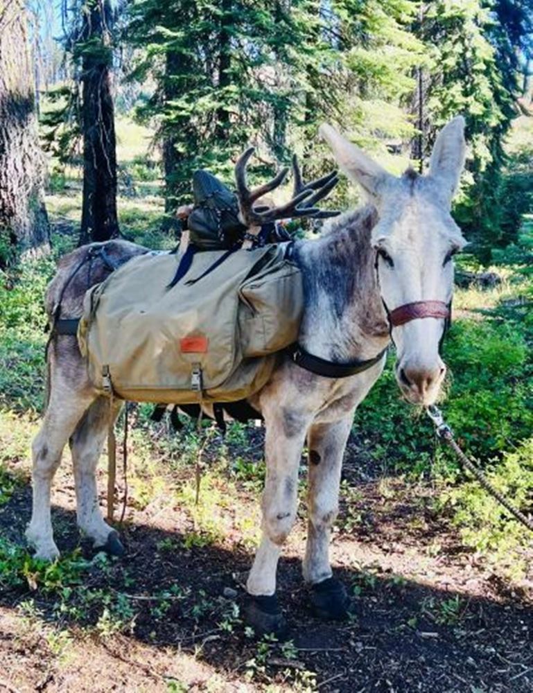 Cavallo Long Ear Boot for Donkeys (Pair)