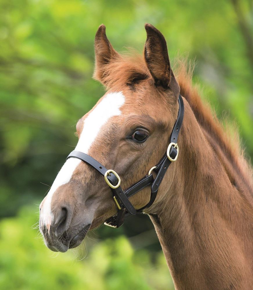 Shires Blenheim Adjustable Leather Headcollar