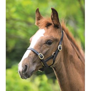 Shires Blenheim Adjustable Leather Headcollar