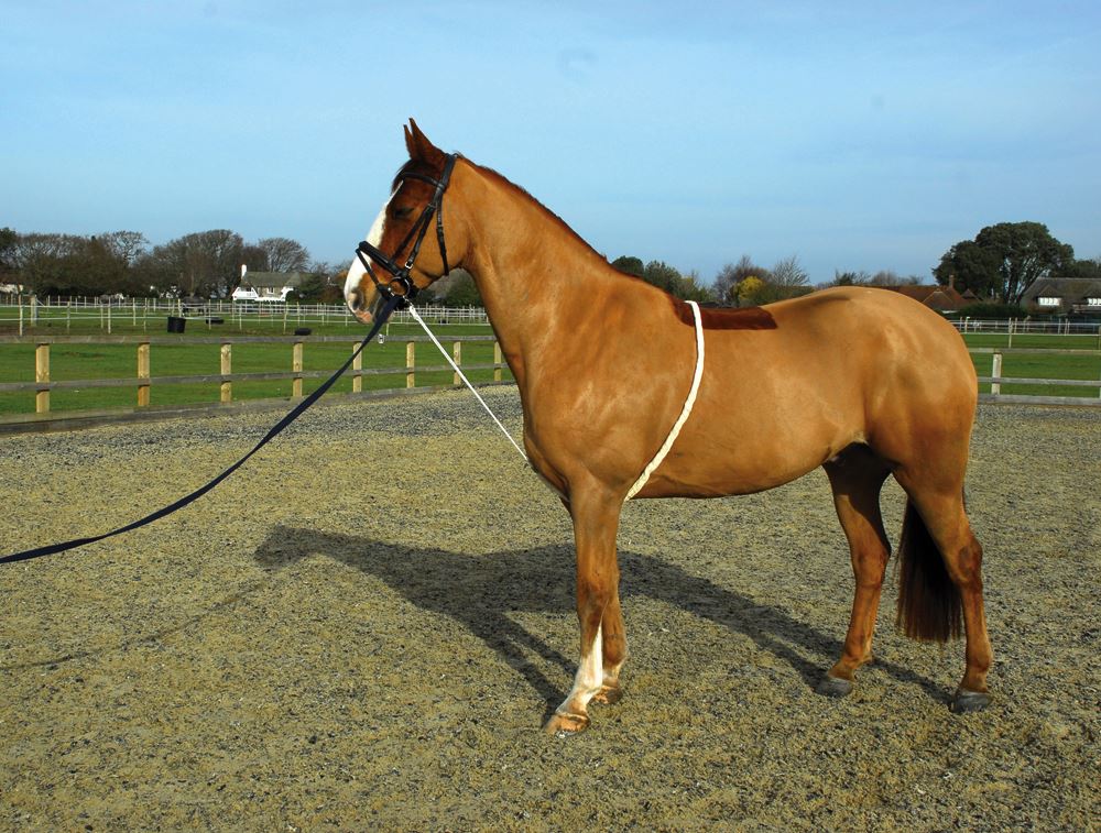 Rhinegold Soft Lunge Aid