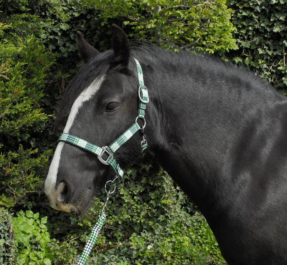 Rhinegold Carnival Headcollar & Lead Rope Set (Green Check)