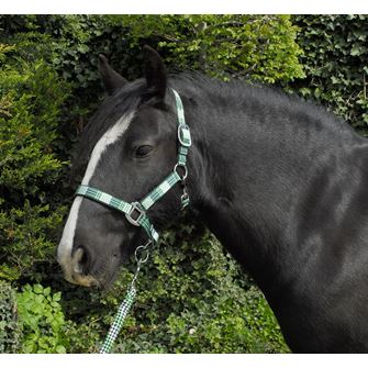 Rhinegold Carnival Headcollar & Lead Rope Set (Green Check)