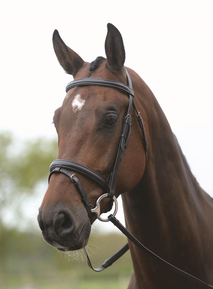 New Kincade Flash Bridle with Reins