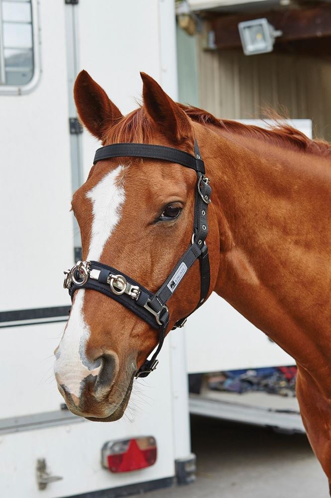 Kincade Co-Ordinate Lunge Cavesson