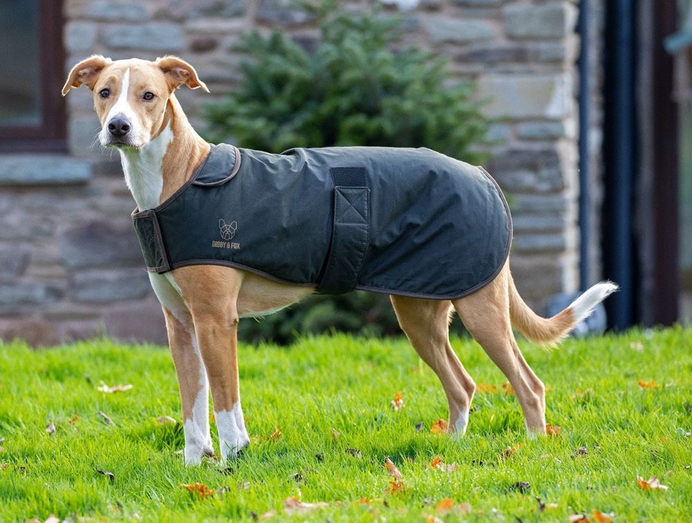 Shires Digby & Fox Wax Dog Coat (XS - M)