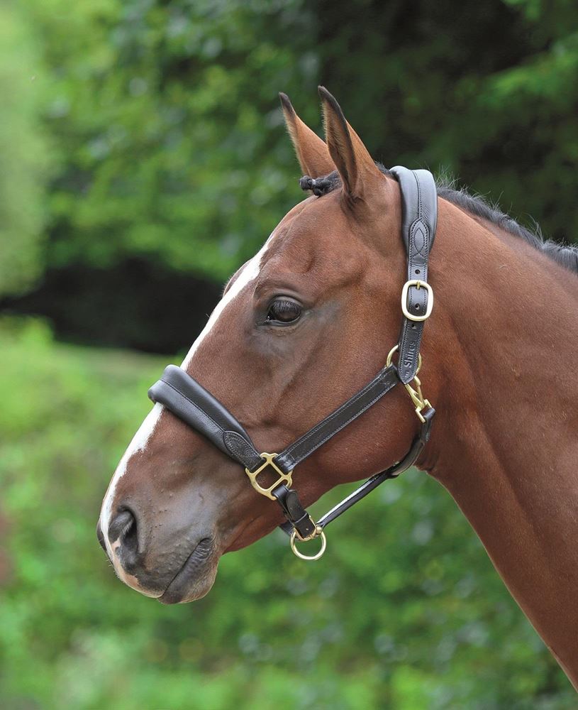 Shires Blenheim Leather Cushioned Travel Headcollar