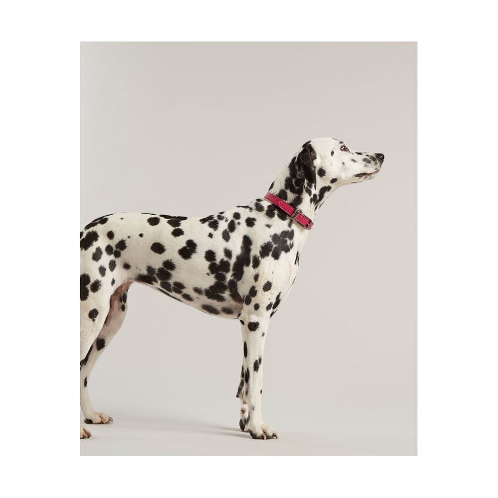 Joules Leather Dog Collar - Small