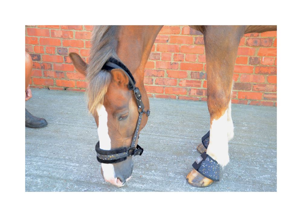 Hy Dazzle Head Collar