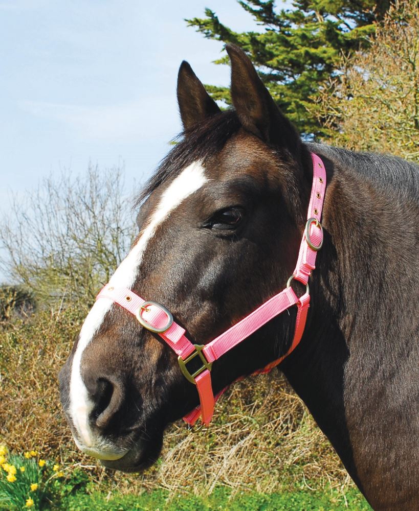 Rhinegold Nylon Headcollar (Pink)