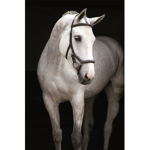 Rambo Micklem Deluxe Competition Bridle (No reins)