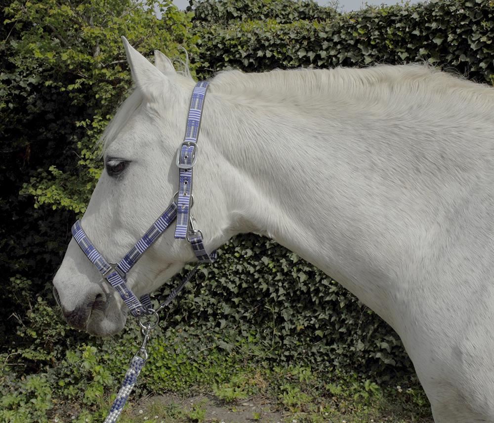 Rhinegold Carnival Headcollar & Lead Rope Set (Blue Check)