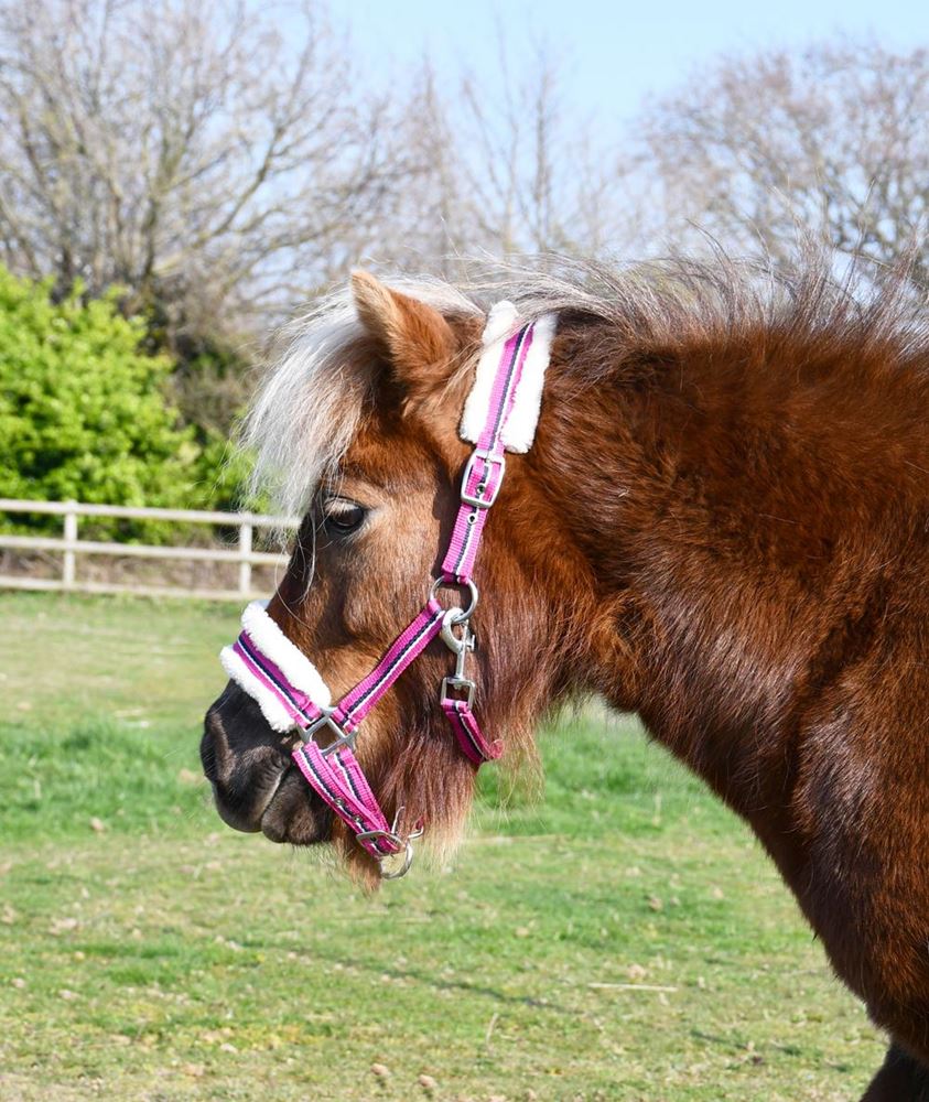 Rhinegold Bright Striped Fur Trim Small Pony Headcollar (Raspberry Stripe)