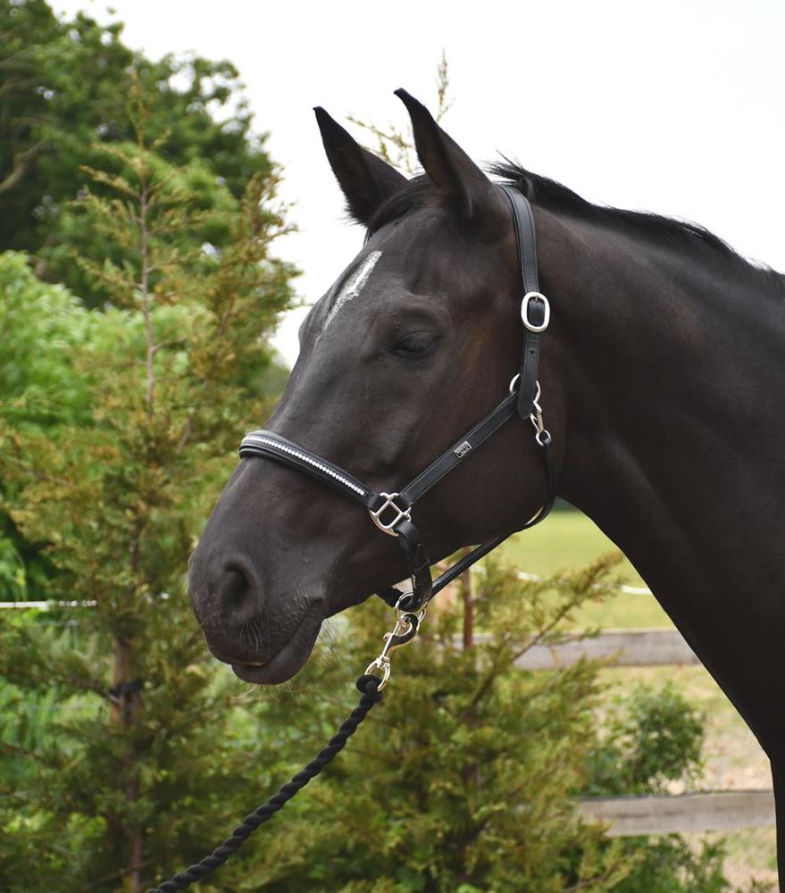 Rhinegold Rocco Italia Milano Leather Headcollar