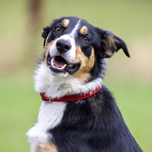 **barcodes** Digby & Fox Star Dog Collar - S, M (Scarlett)