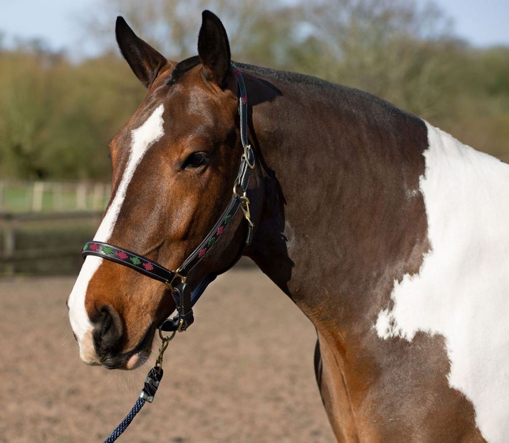 Gallop Premium Padded Leather Headcollar (Burgundy/Green)