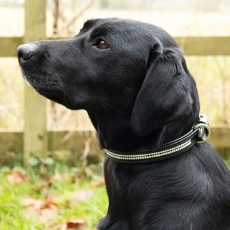 Benji & Flo Dazzling Diamante Dog Collar (Black)