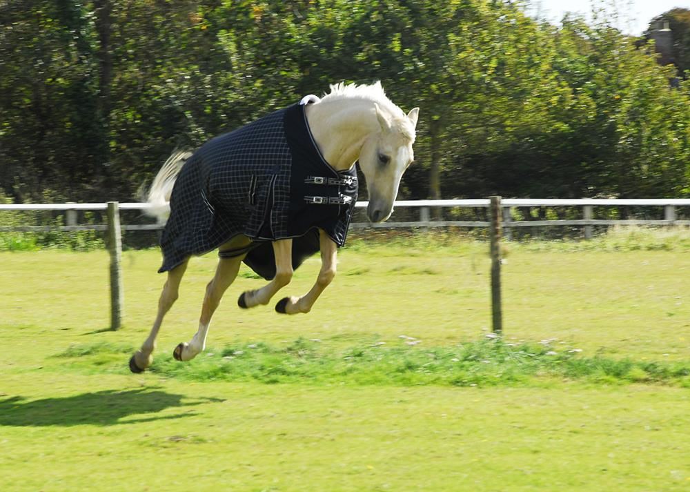 Rhinegold Elite Montpelier Outdoor Rug - 100g (Black/White Check)