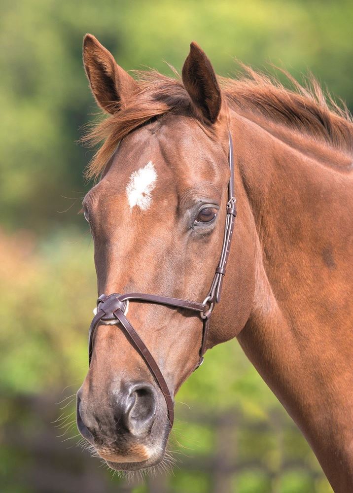 Shires Blenheim Mexican Grackle Noseband