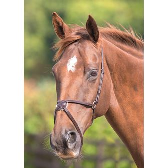 Shires Velociti GARA (Blenheim) Mexican Grackle Noseband