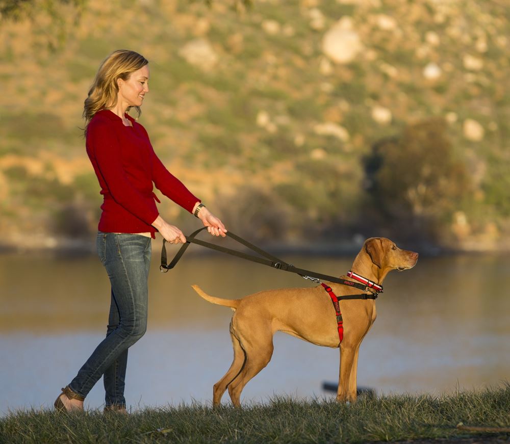 HALTI Harness - Small