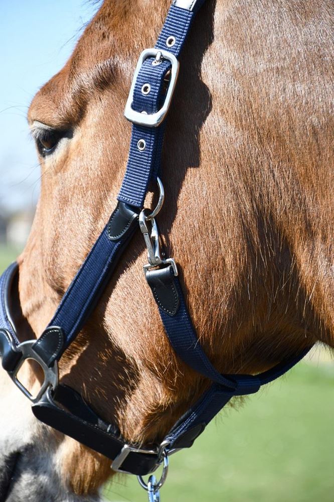 Heritage Anatomical Leather-Lined Headcollar (Navy)