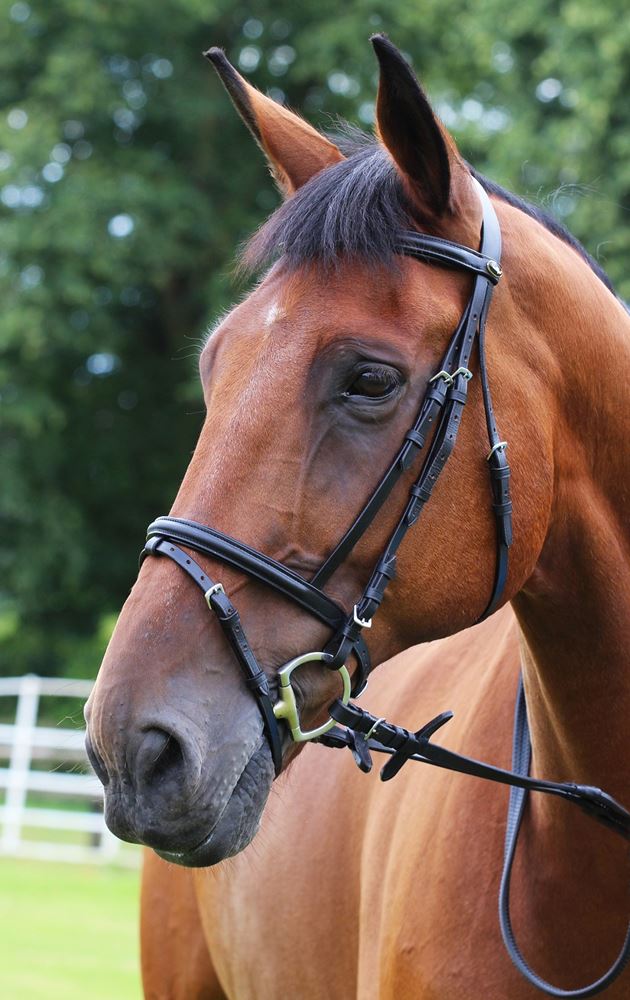 Gallop Padded Flash Bridle & Rubber Reins (Black)