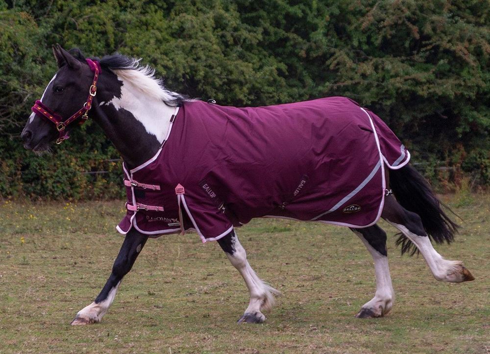 Gallop TROJAN Xtra Duraproof 200g 5-Point Standard Neck Turnout (Burgundy with Pink/White bindings)