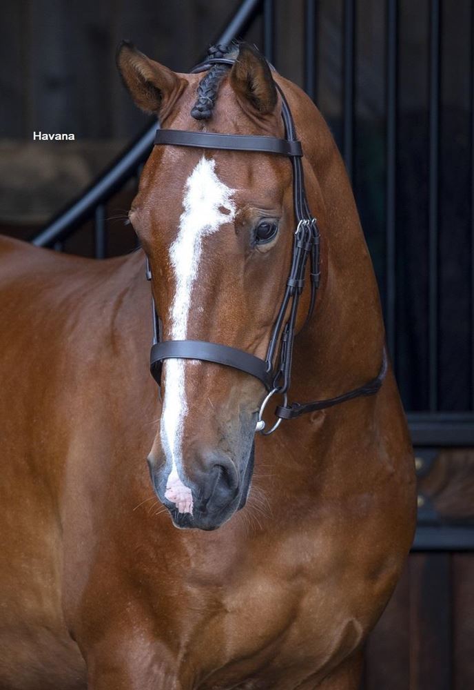 Shires Velociti RAPIDA Hunter Cavesson Bridle