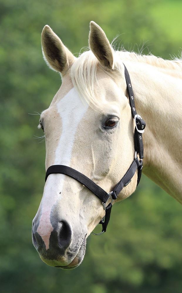 Shires Wessex Nylon Headcollar 