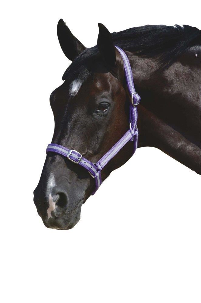 Roma Headcollar & Lead Rope Set