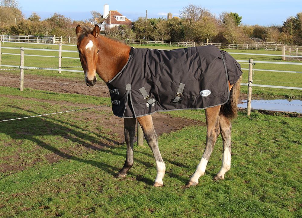 Rhinegold Konig Small Pony/Foal Outdoor Rug - 200g (Black)