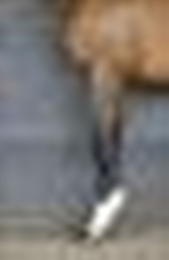 ScootBoot TheraRide Hoof Boots (Pair) LAUNCH OFFER!