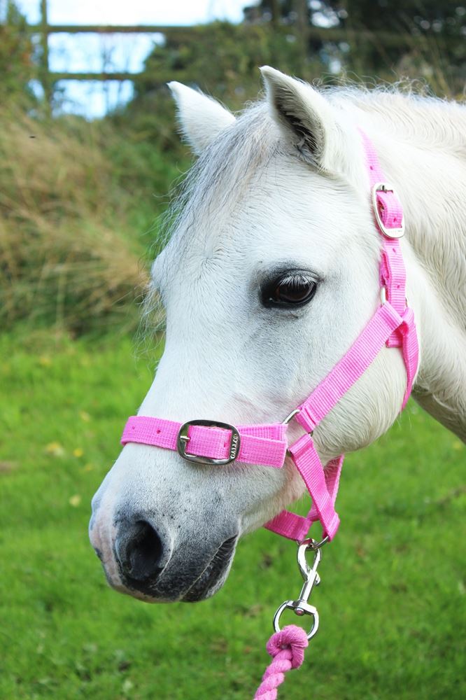 Gallop Headcollar & Leadrope Set (Pink)