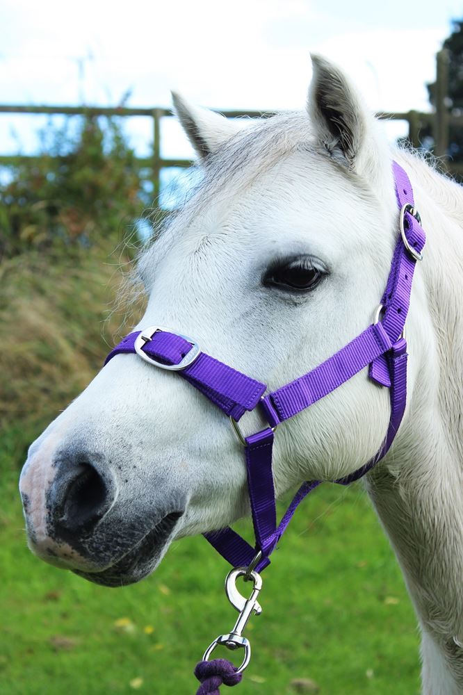 Gallop Headcollar & Leadrope Set (Purple)