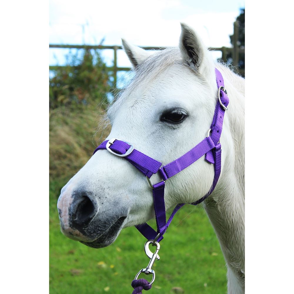 Gallop Headcollar & Leadrope Set (Purple)