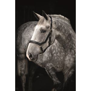 Horseware Rambo Micklem Headcollar