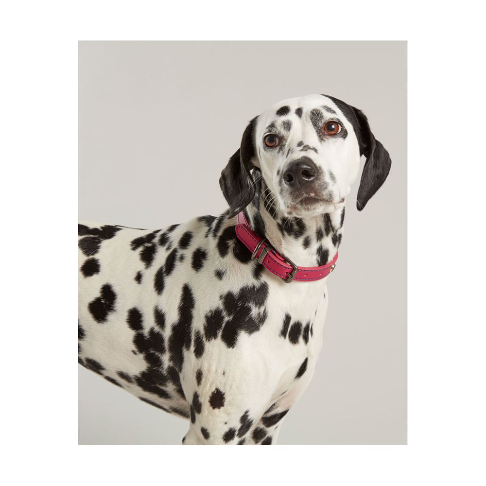 Joules Leather Dog Collar - Small