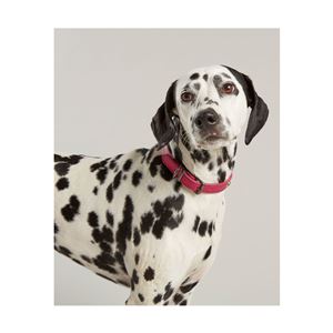 Joules Leather Dog Collar - Small