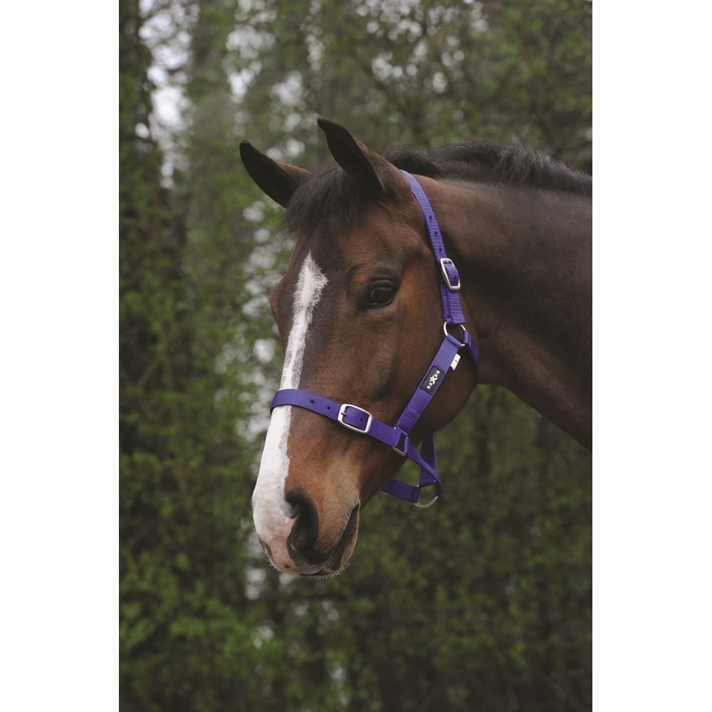 Saxon Economy Headcollar