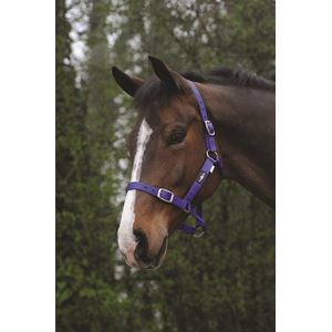 Saxon Economy Headcollar