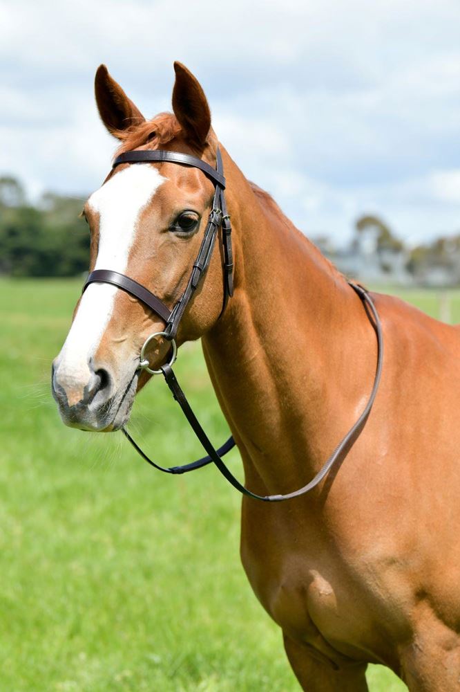 Kincade Classic Flat Hunt Bridle with Reins (Brown)