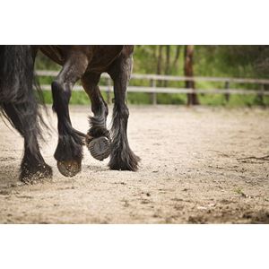 Scootboot Classic Regular Hoof Boots (Pair) + Claim FREE Straps and Cap worth £28.98! (See description)