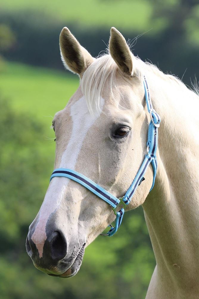 Shires Wessex Nylon Headcollar 
