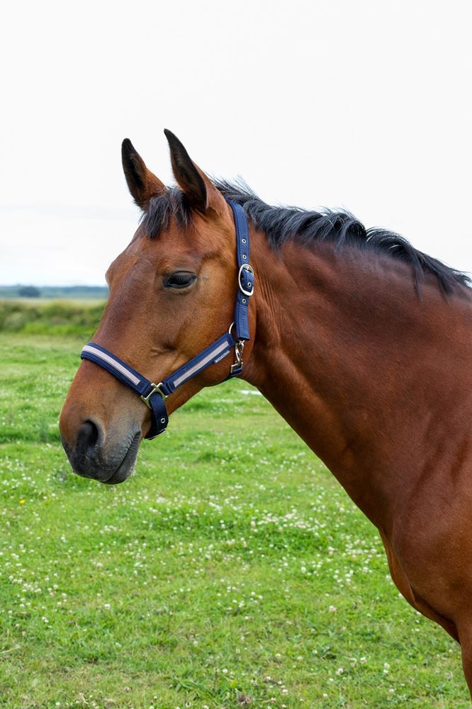 Hy Equestrian Mystic Head Collar (Navy/Rose Dust)