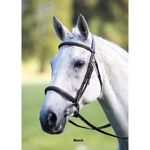 Shires Avignon Padded Raised Cavesson Bridle