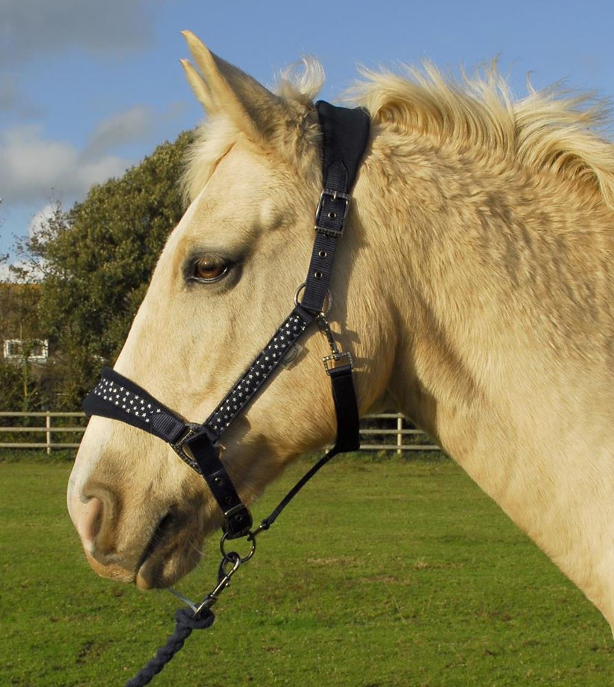Rhinegold Star Spangled Headcollar & Rope Set (Navy)