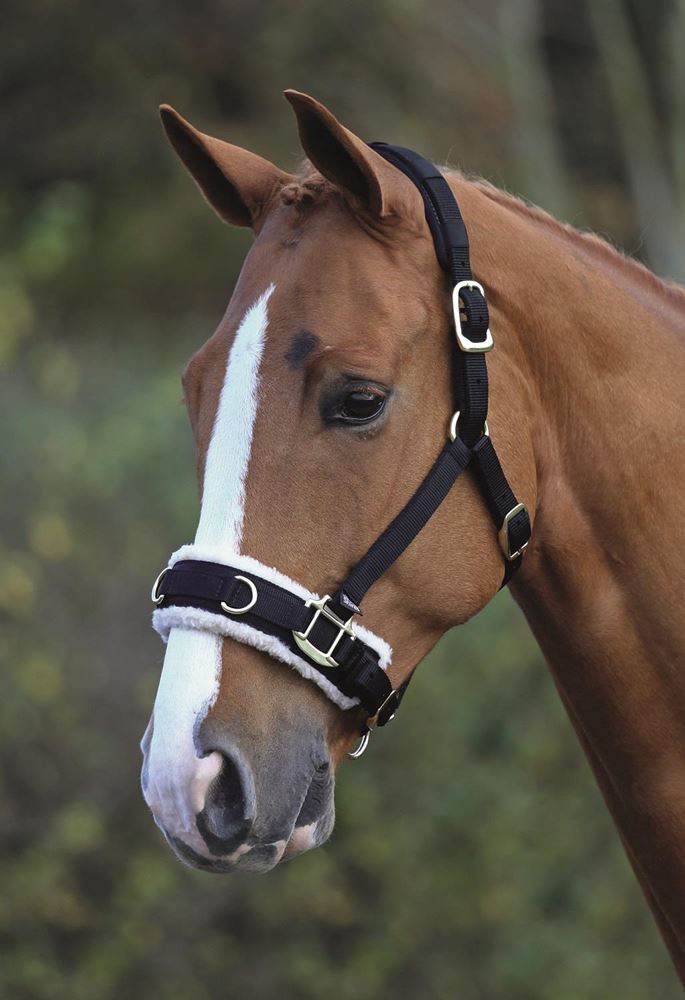 Shires Fleece Lined Lunge Cavesson