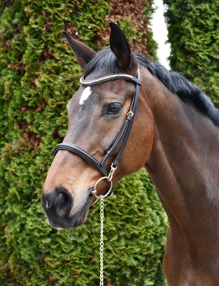Rhinegold Veneto Leather Show Bridle With Clincher Browband (Havana)